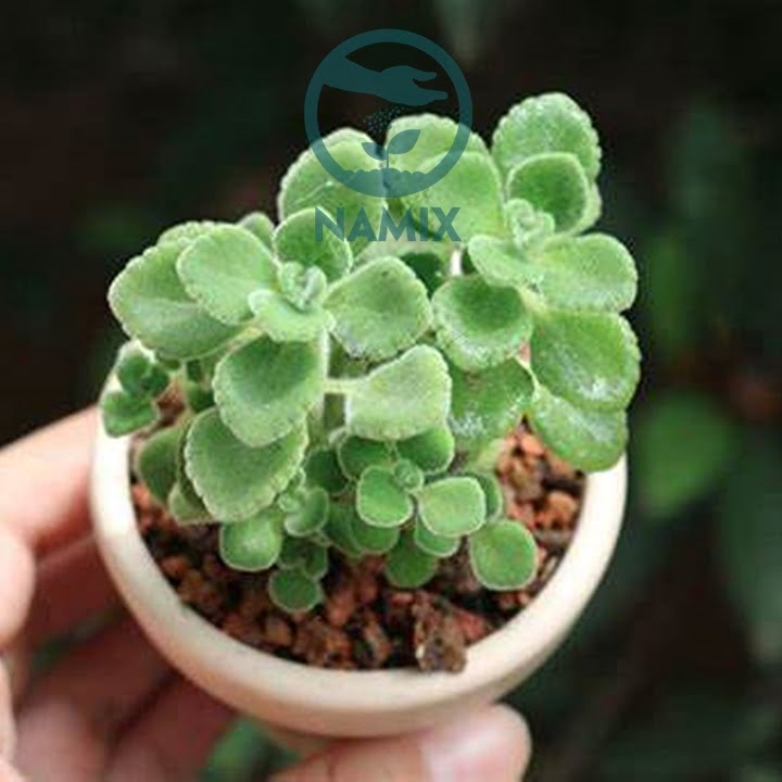 Nhân giống nhất mạt hương đơn giản tại nhà