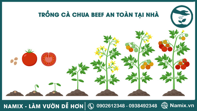 trồng cà chua beef an toàn