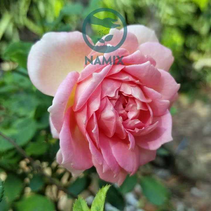 Cách trồng hoa hồng bằng hạt