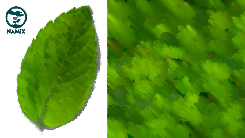 phân biệt bạc hà và rau húng lủi