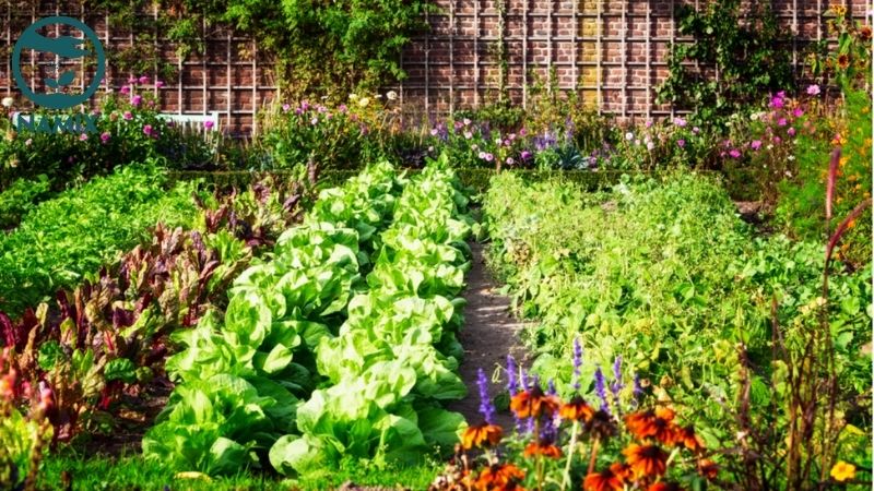 trồng rau hữu cơ tại nhà