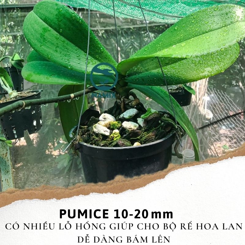 pumice 10-20mm giúp rễ hoa lan dễ bám lên