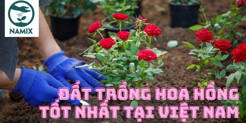 Đất trồng hoa hồng tốt nhất tại Việt Nam