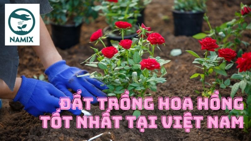 Đất trồng hoa hồng tốt nhất tại Việt Nam