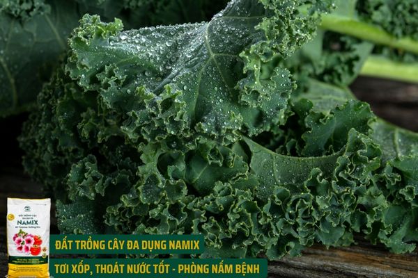 Bấn Loạn Trước Giống Cải Xoăn Kale 2m Trồng Quanh Năm Ăn Quài Không Hết