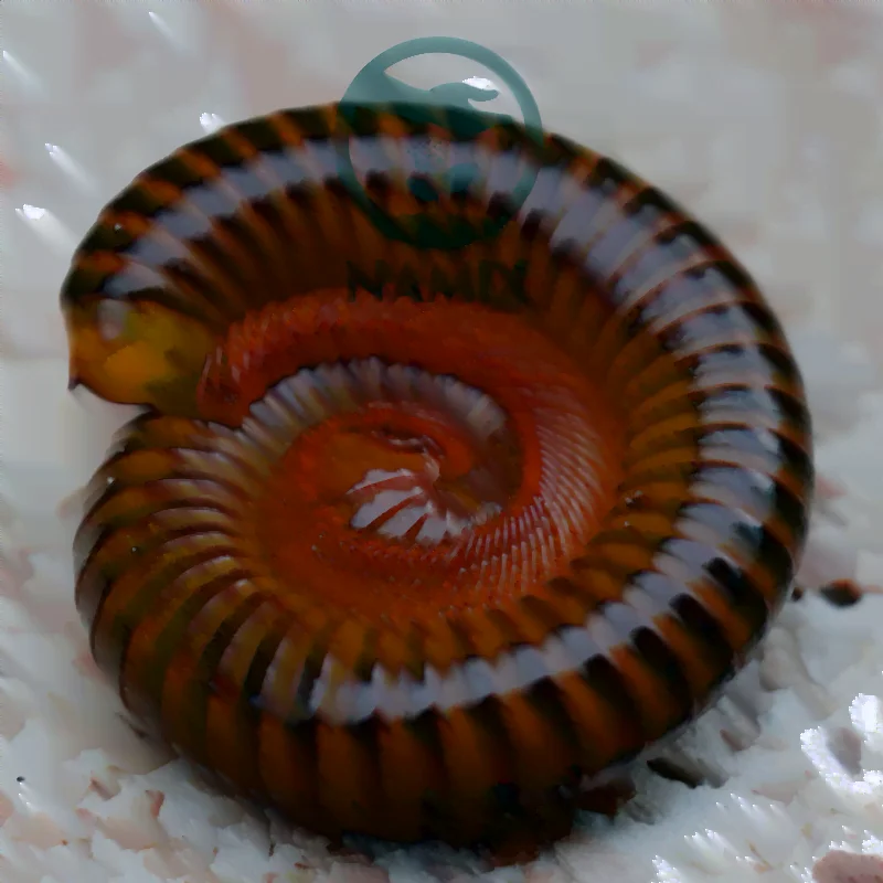 Cách trị cuốn chiếu vào nhà