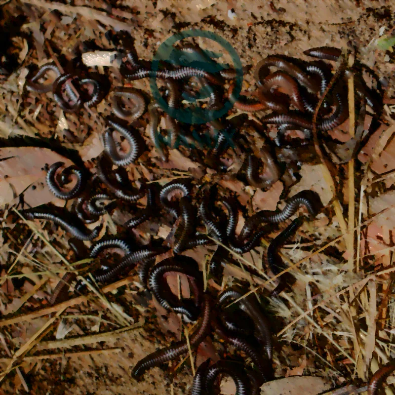 cách trị cuốn chiếu