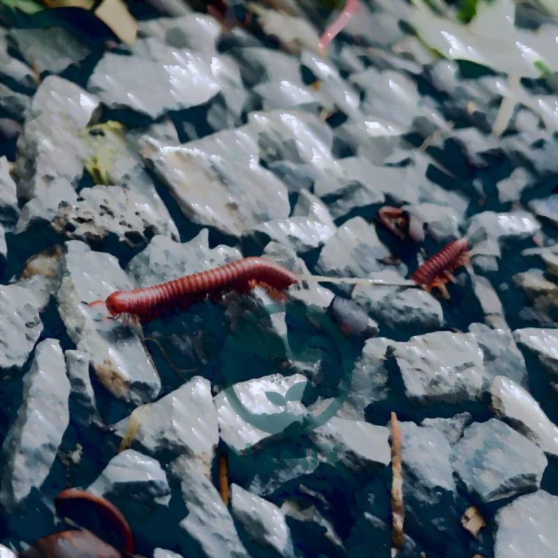 cách trị cuốn chiếu