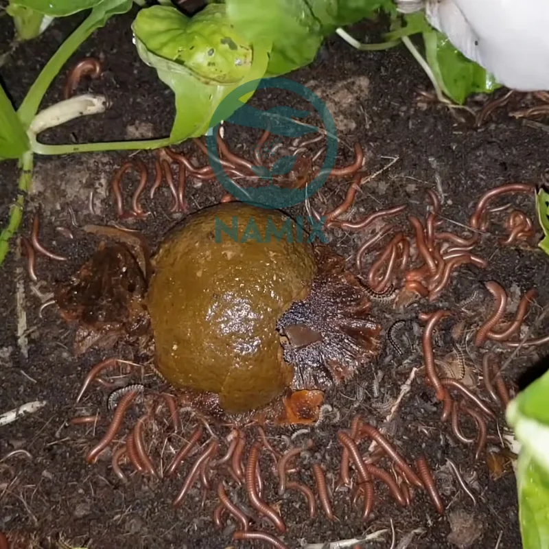 cách trị cuốn chiếu