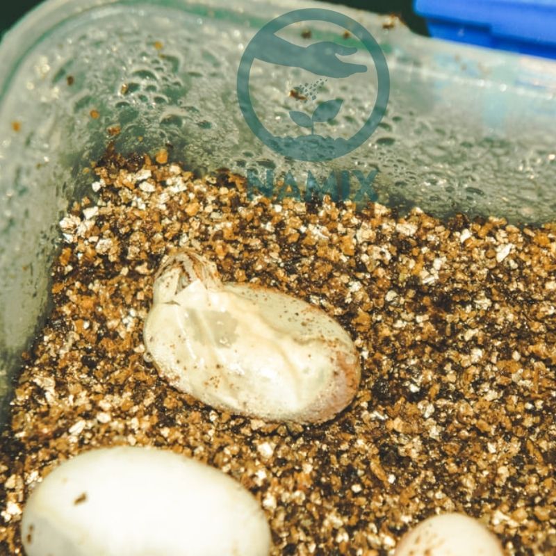 vermiculite ấp trứng bọ sát