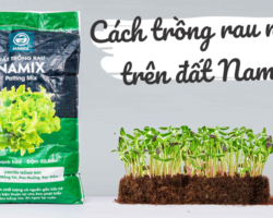 trồng rau mầm trên đất sạch trồng rau Namix