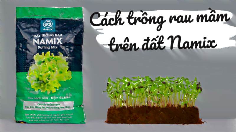 trồng rau mầm trên đất sạch trồng rau Namix