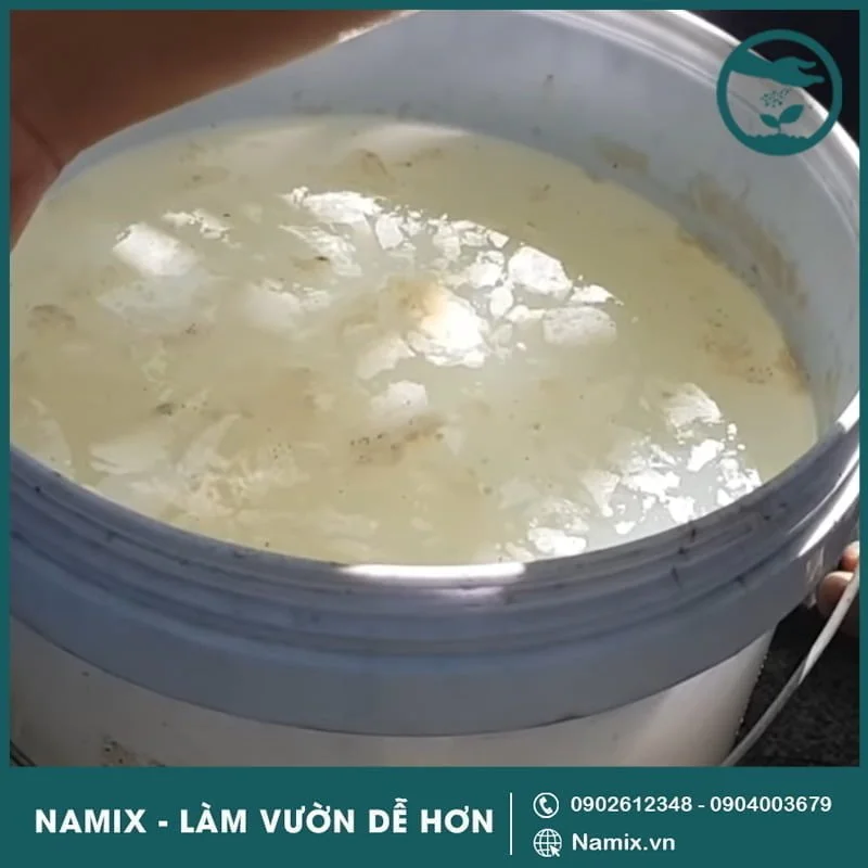 nuoc u