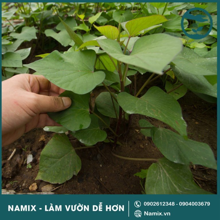 [Bật mí] Các loại rau trồng 1 lần ăn quanh năm không hết