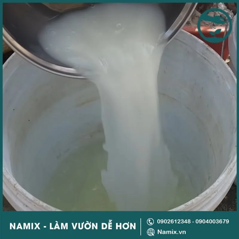 ủ nước vo gạo tưới cây