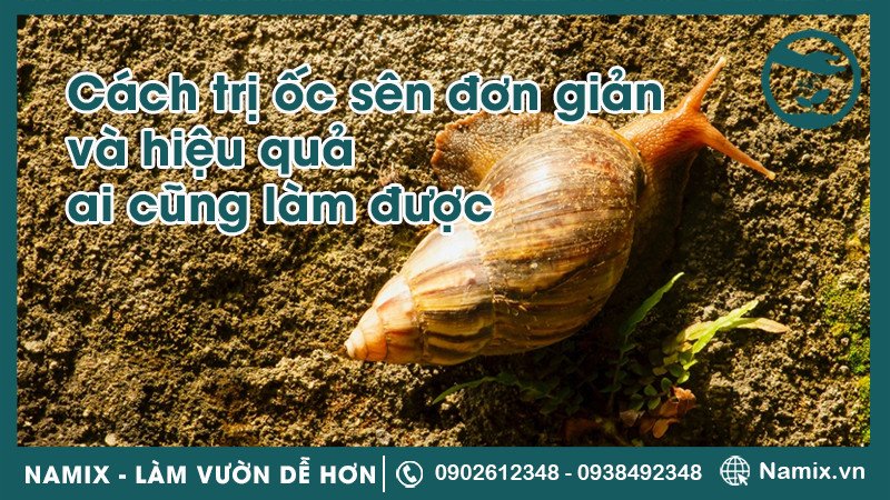 15 Cách Diệt Ốc Sên Đơn Giản Và Hiệu Quả Ai Cũng Làm Được