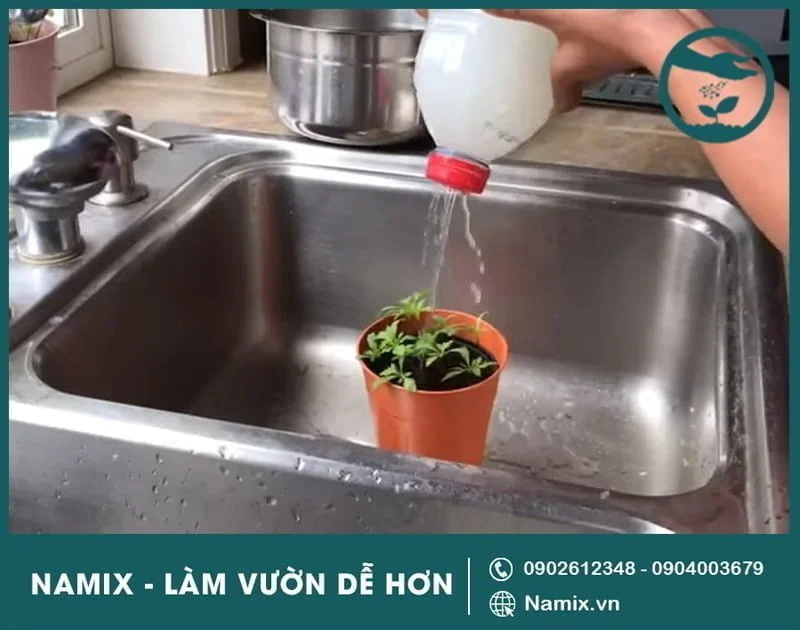 nước vo gạo tưới cây tốt không