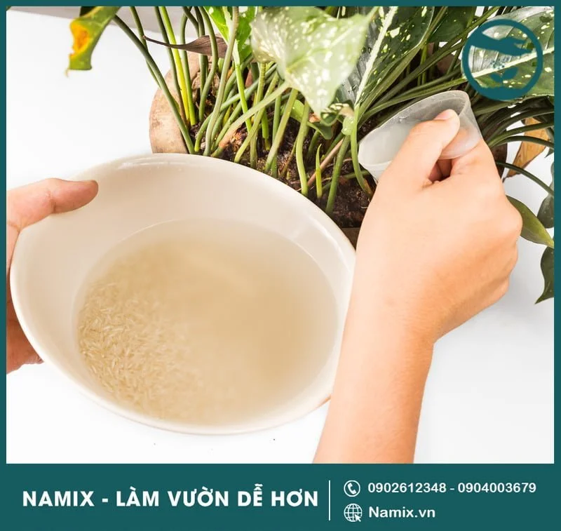 nước vo gạo tưới cây tốt không