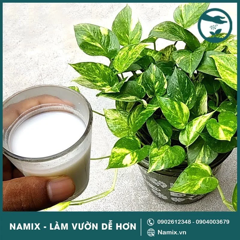 nước vo gạo tưới cây tốt không
