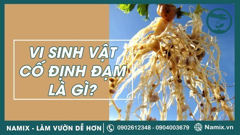 Cách vi khuẩn cố định đạm khử N2 thành NH3 như thế nào?
