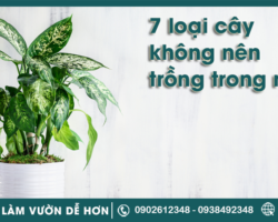 7 loại cây không nên trồng trong nhà