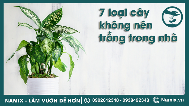 7 loại cây không nên trồng trong nhà
