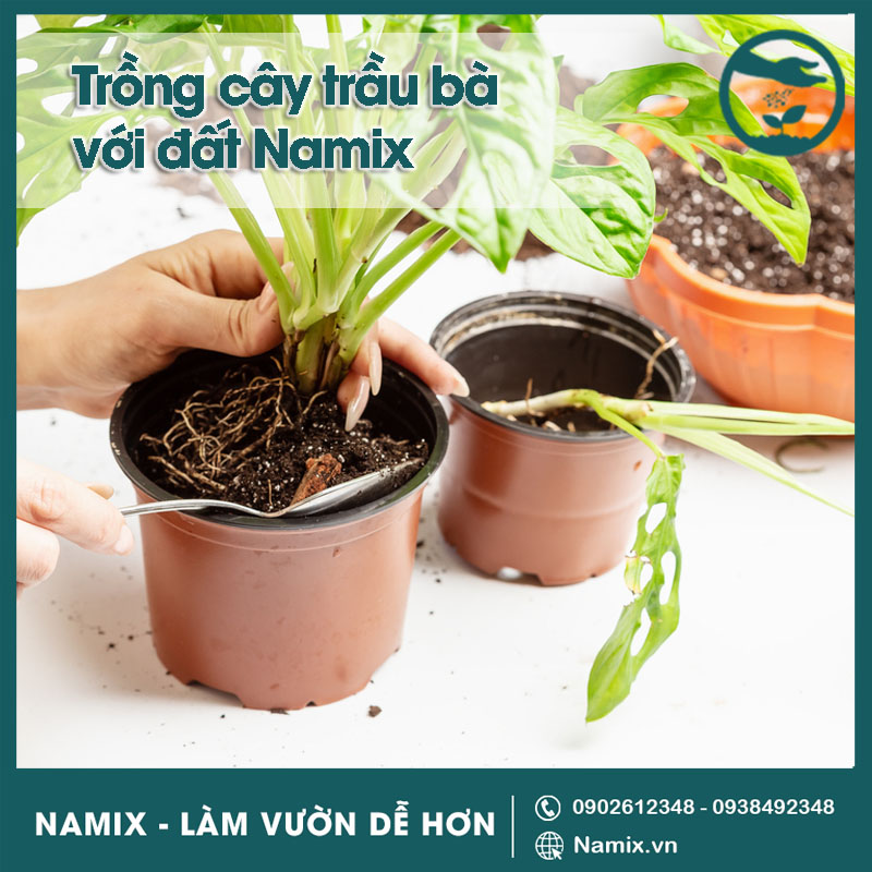 trồng cây trầu ba với đất Namix