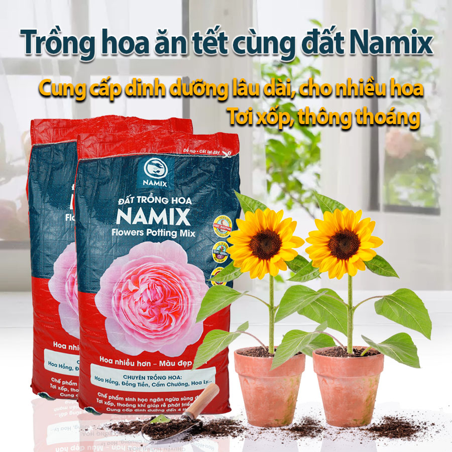 đất trồng hoa Namix, cách trồng hoa hướng dương kịp tết