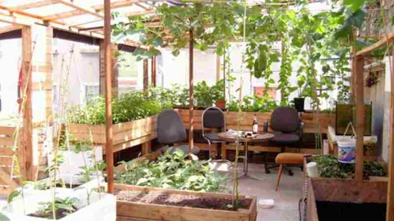 không gian trồng rau sân thượng