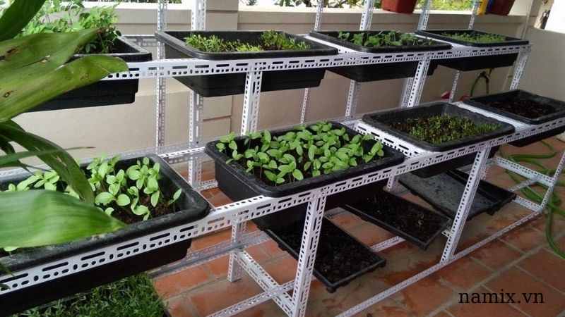 cách trồng rau trên sân thượng