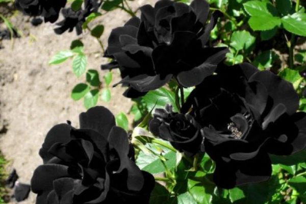 chăm sóc hoa hồng đen