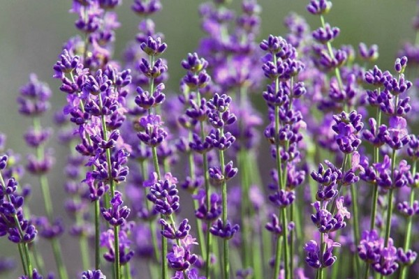 Hoa oải hương lavendin
