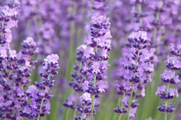 Hoa oải hương spike Lavender