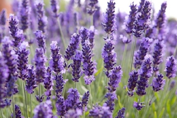Hoa oải hương true Lavender