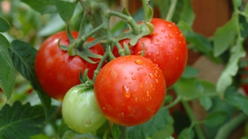 tháng 10 trồng cà chua