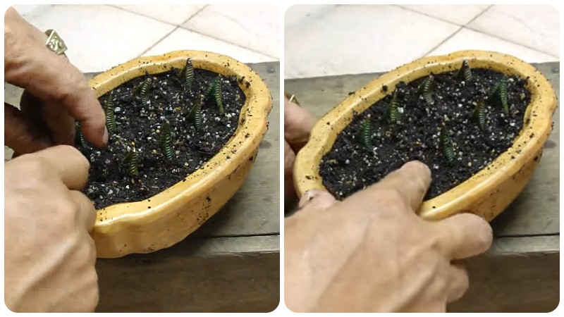 trồng sen đá móng rồng từ lá