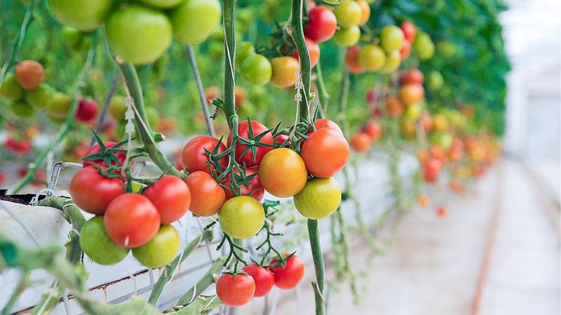 cách trồng cà chua