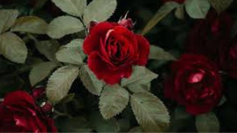 đặc điểm hoa hồng đỏ