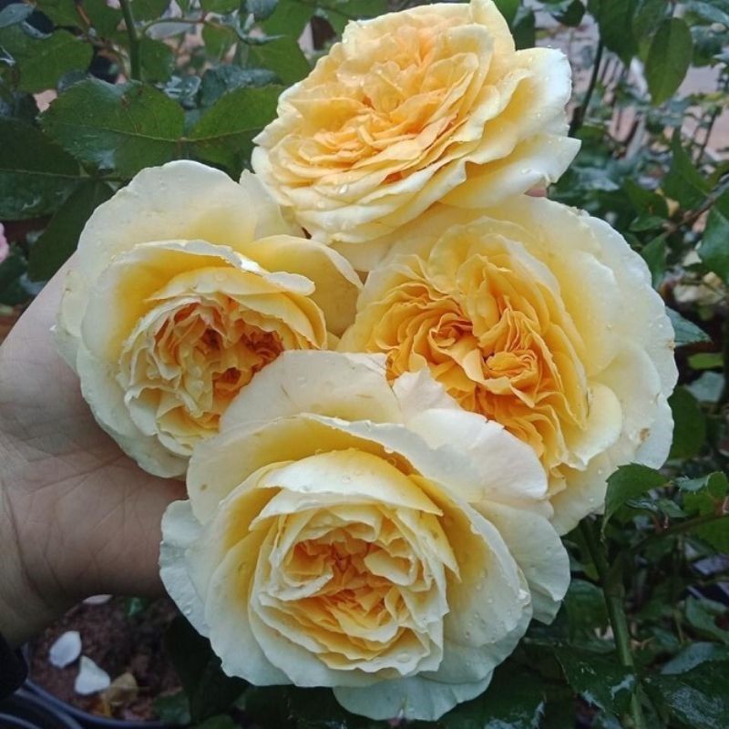 Hoa hồng Beatrice