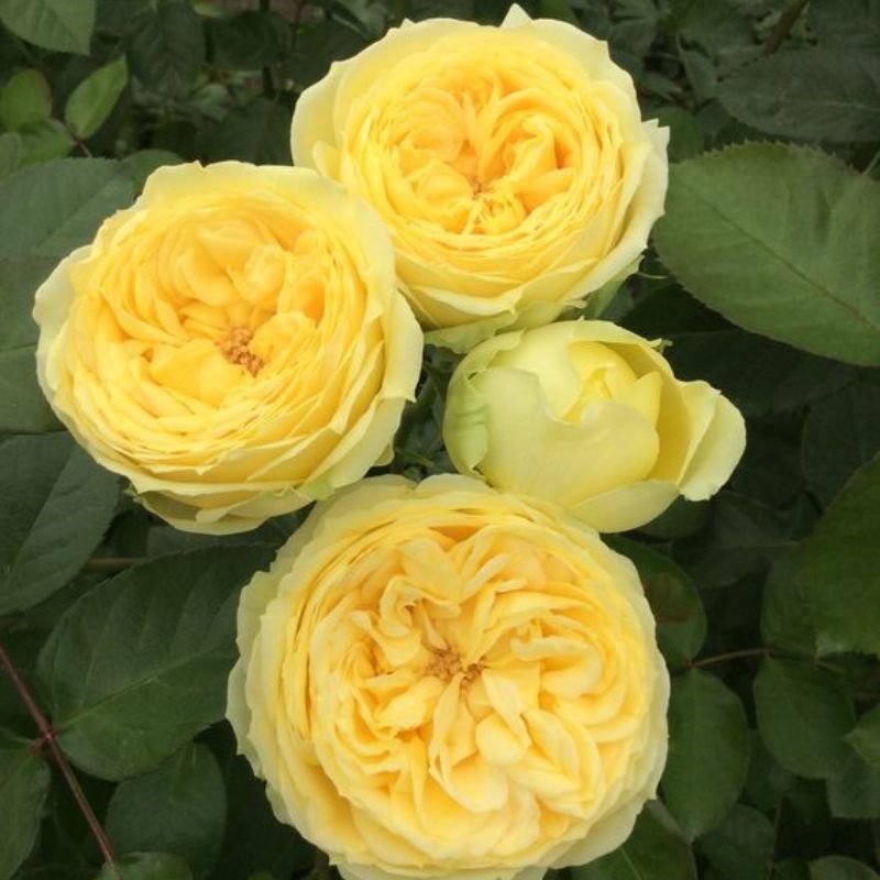 Hoa hồng Catalina