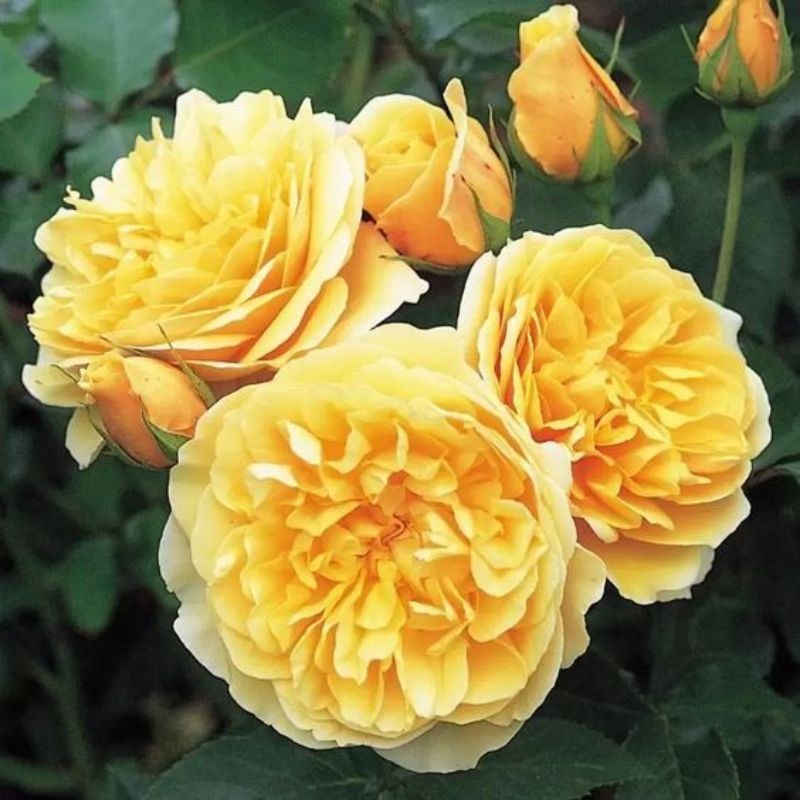 Hoa hồng Graham Thomas
