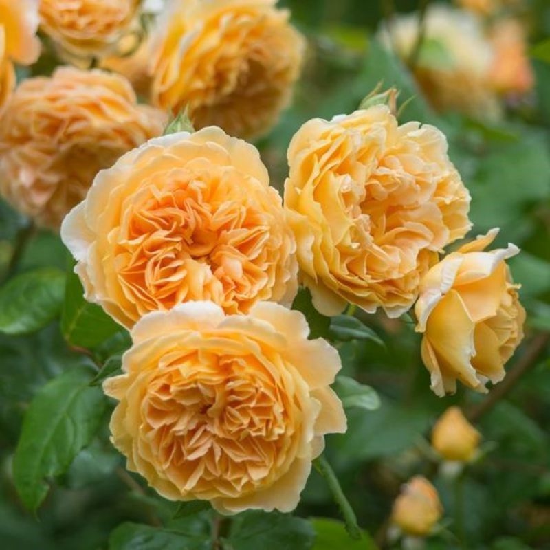 Hoa hồng leo Crown Princess Margareta
