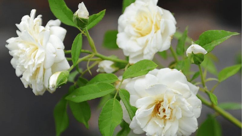 các loại hoa hồng trắng