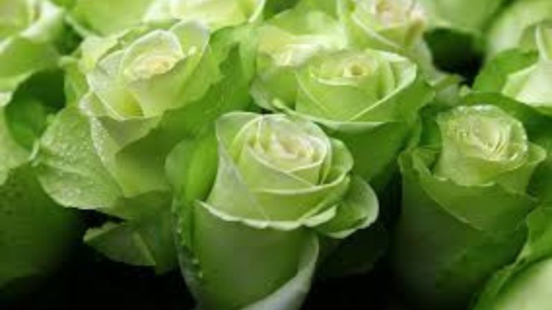 lovely green rose