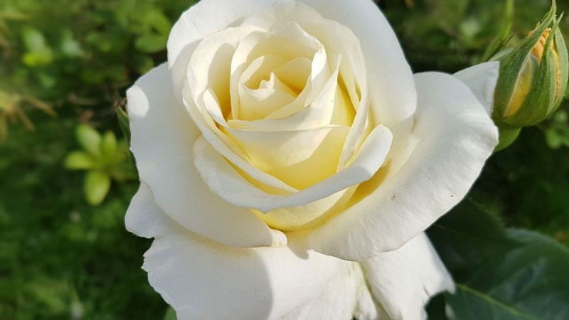 nguồn gốc hoa hồng trắng