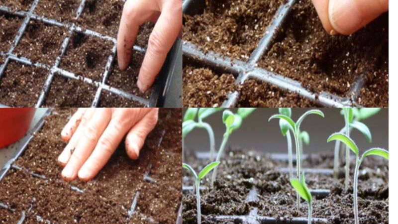 trồng cà chua từ hạt
