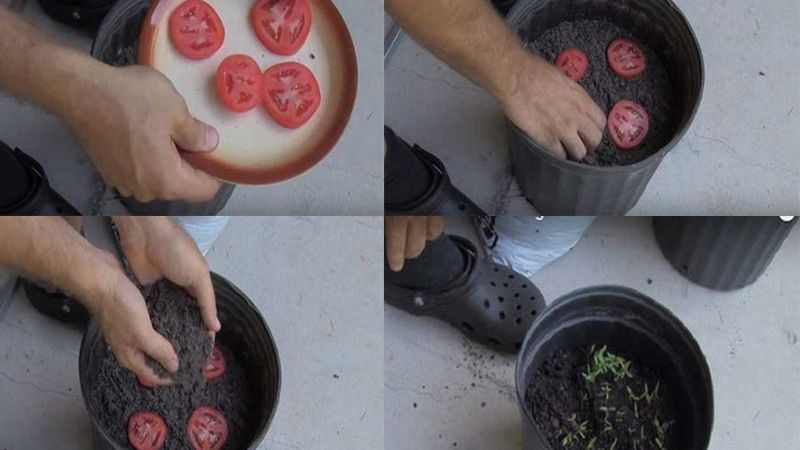 trồng cà chua từ quả