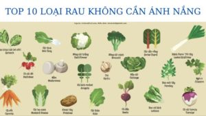 top 10 loại rau không cần ánh nắng