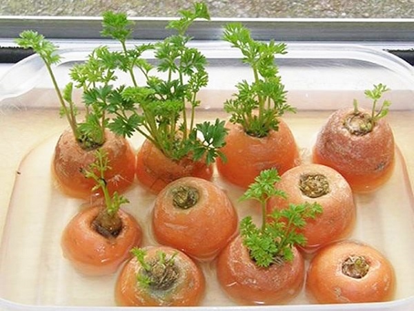 trồng cà rốt từ đầu củ