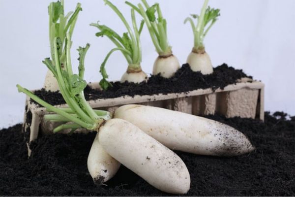 trồng củ cải trắng